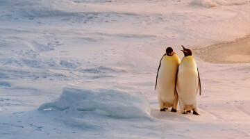 Antarctica Manchots Weddell Studio Ponant Laurence