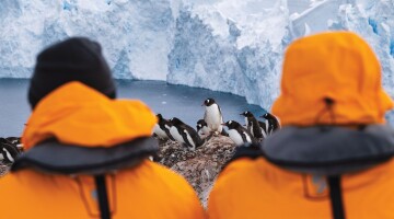 Antarctica Neko Harbour gentoo, guest, penguin MUnterharnscheidt 15012025 023