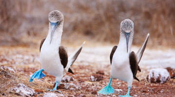 Blue Footed Boobies shutterstock 141585535