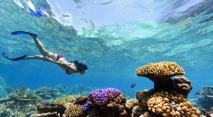 Fiji+Best+Resort+Snorkeling+ +Rainbow+Reef5 v2