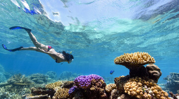 Fiji+Best+Resort+Snorkeling+ +Rainbow+Reef5