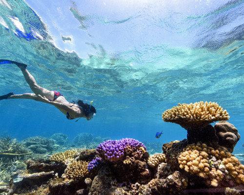 Fiji+Best+Resort+Snorkeling+ +Rainbow+Reef5