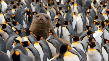 GRiehle Young Elephant Seal in King Penguin Colony small