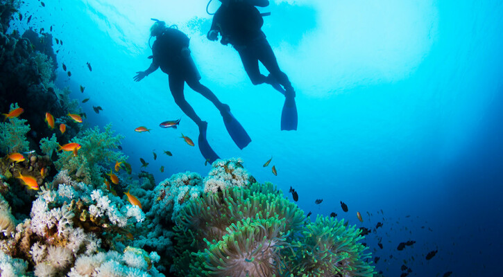 Guide to Scuba Diving and Why Fiji