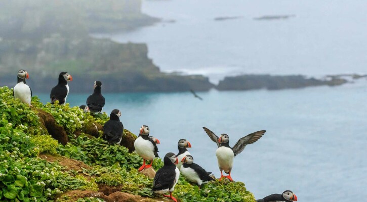 Iceland Puffins LindbladExpeditions