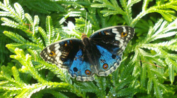 Kuala Lumpur Butterfly Park