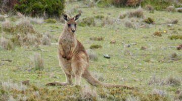 Native wildlife credit David Keech