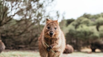 Rottnest Island