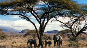 Samburu Serenity with Elephantshighres Copy