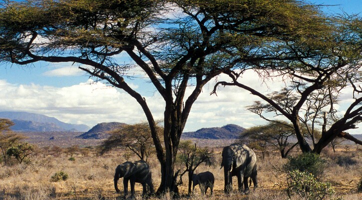 Samburu Serenity with Elephantshighres Copy