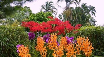 SingaporeBotanicGardens