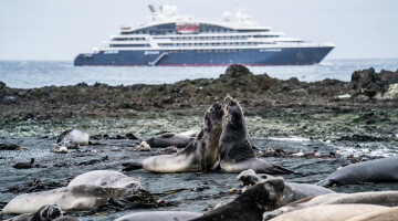 Subantarctic Islands Macquarie Island N0118  R020220 ┬® Studio Ponant Adrian Freyermuth