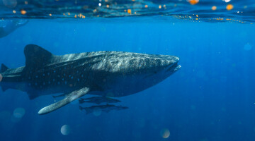 Whalesharks Ningaloo credit Rich Pagen 2