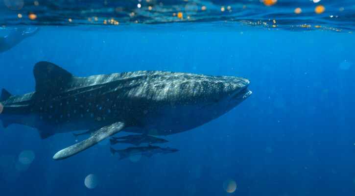 Whalesharks Ningaloo credit Rich Pagen 2