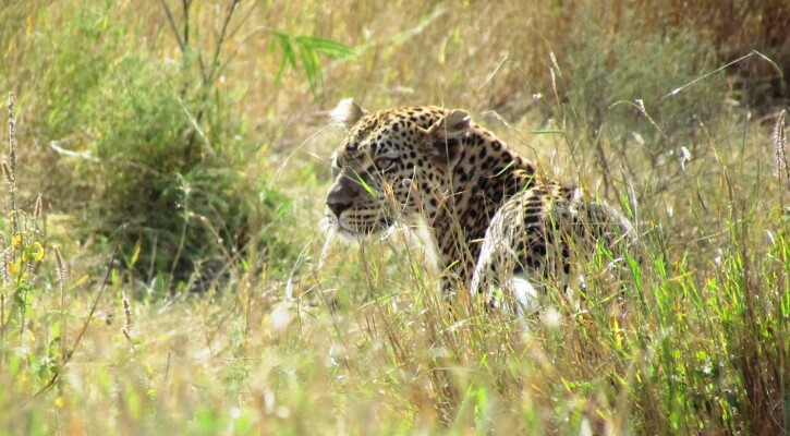 leopard cropped